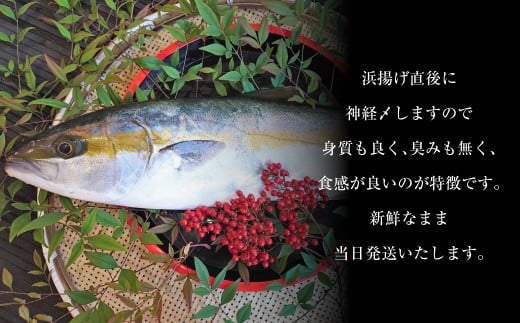 丸ごと1本！長崎近海 活き〆天然寒ヒラス（ヒラマサ）