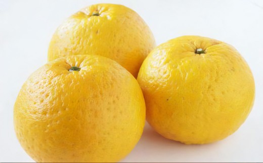 【訳あり】長崎県産 甘夏・紅甘夏みかん 約10kg