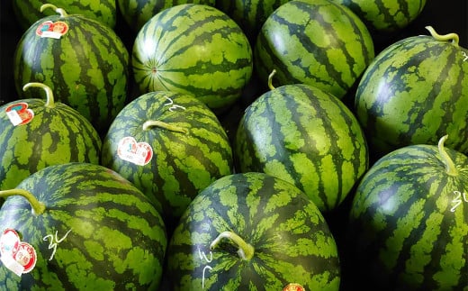 長浦すいか 「まつりばやし」 1玉 3Lサイズ 8kg以上