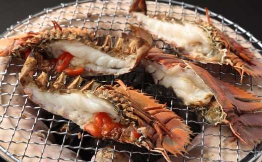 日本唯一 「以西底びき網漁」の活ウチワエビ 1kg