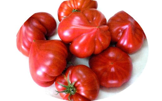 高島トマト ドレッシング パスタ セット