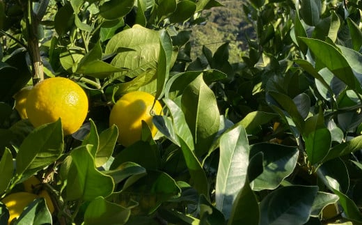 長崎産ブレンドエッセンシャルオイル！