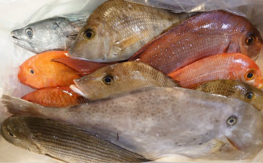 長崎漁港発！長崎近海産旬の鮮魚セット（大）