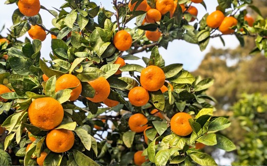 【樹上完熟】長崎みかん（普通温州）約3kg