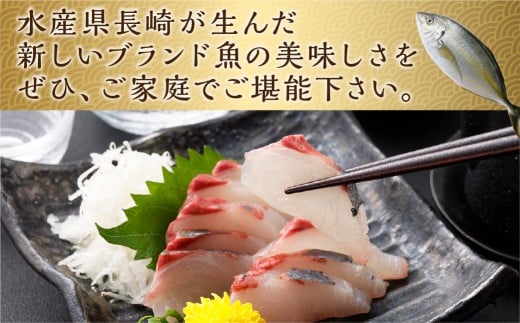 【premiumfishbrand】ゆうこうシマアジ（活〆）×1尾（約1）