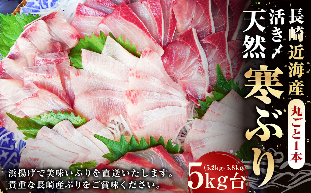 長崎近海 活き〆天然寒ぶり5kg台（5.2kg?5.8kg）丸ごと1本