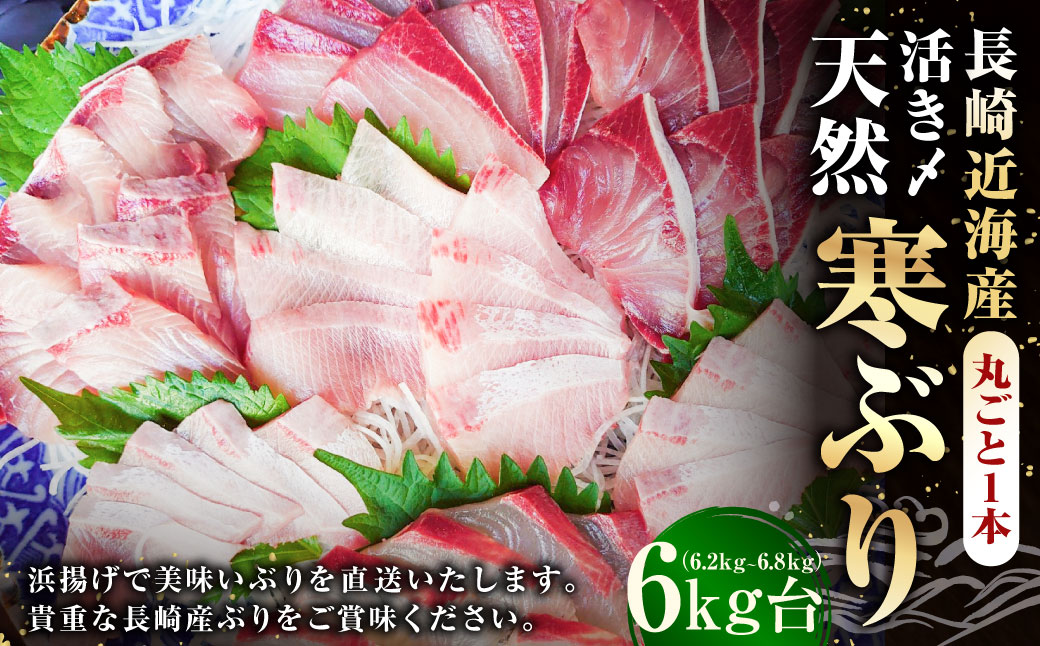 長崎近海 活き〆天然寒ぶり6kg台 (6.2kg?6.8kg) 丸ごと1本