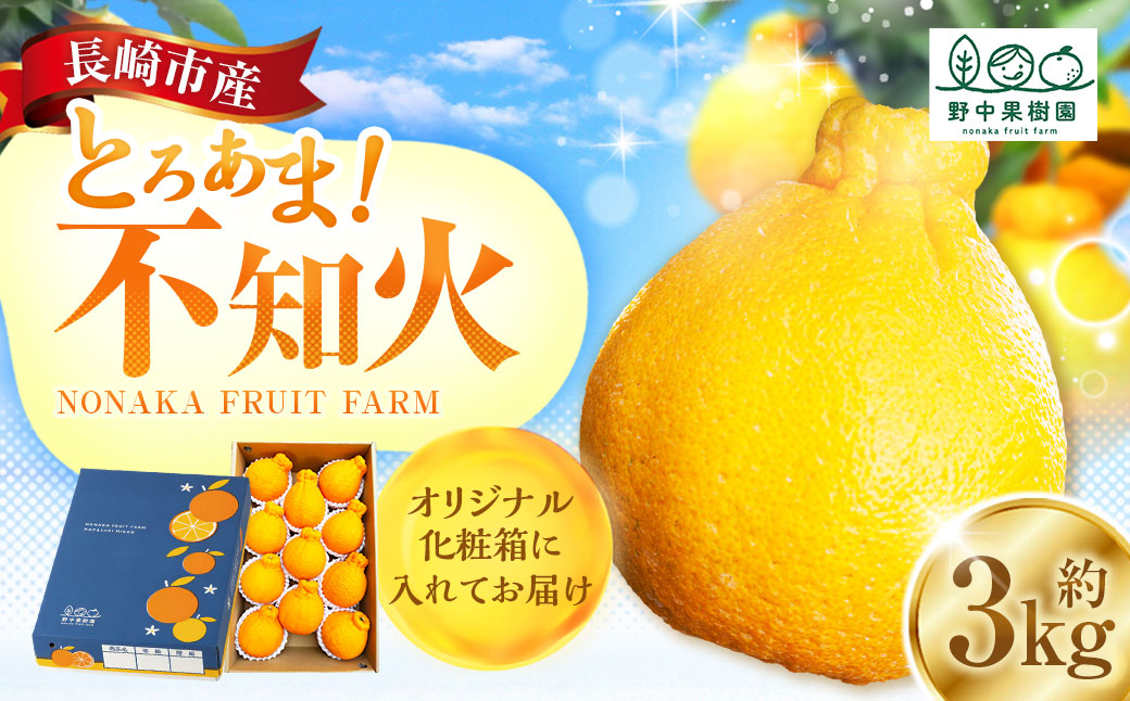不知火 約3kgセット