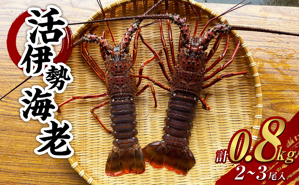 活 伊勢海老 (イセエビ) 2～3尾入り 800g
