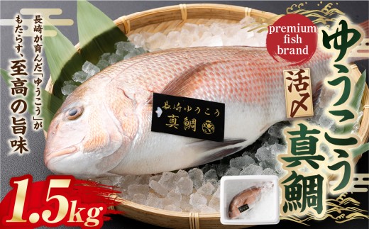 【premiumfishbrand】ゆうこう真鯛（活〆）×1尾（約1.5kg）