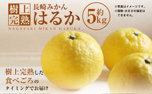 【樹上完熟】長崎みかん （はるか） 約5kg