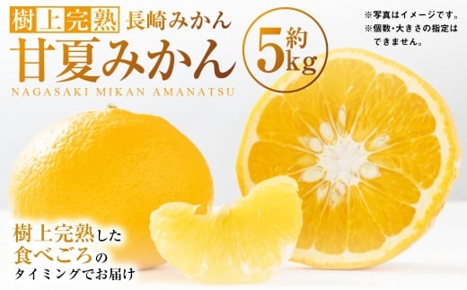 【樹上完熟】長崎みかん（ 甘夏みかん ）約5kg