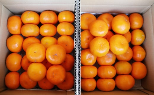 長崎県産 訳あり 早生みかん10kg (ご自宅用)