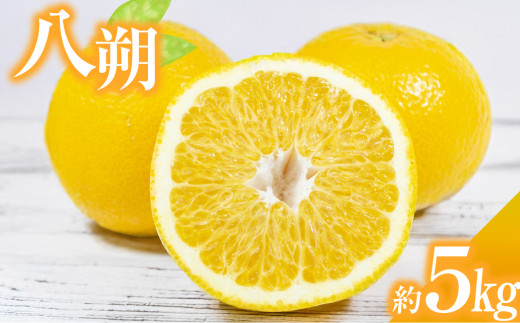 八朔（はっさく） 約5kg