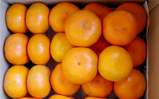 長崎県産 早生温州みかん 3S～Sサイズ 5kg 小みかん