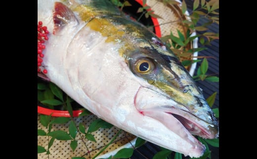 長崎近海 活き〆天然寒ぶり6kg台 (6.2kg?6.8kg) 丸ごと1本