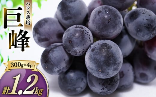ハウス巨峰 1.2kg（300g×4パック）