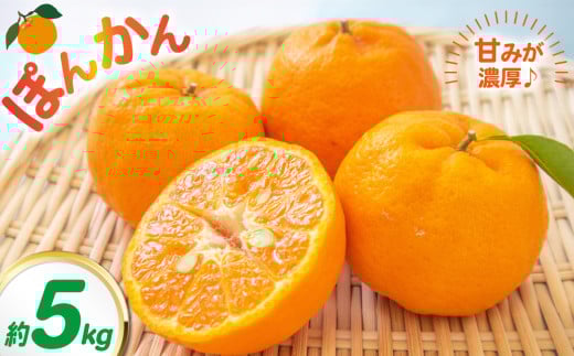 ポンカン 約5kg