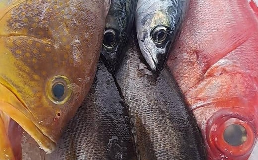 長崎産 地元の鮮魚店 おすすめ 鮮魚 BOX 3kg