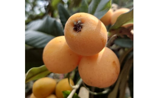 長崎特産 露地びわ「茂木びわ」10個