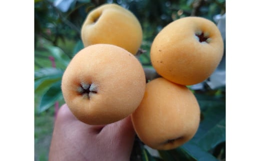 長崎特産 露地びわ「茂木びわ」12個