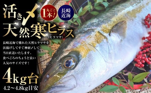 丸ごと1本！長崎近海 活き〆天然寒ヒラス（ヒラマサ）