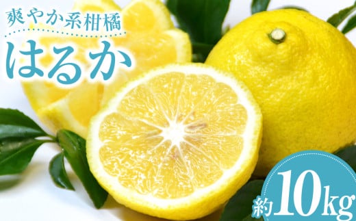 爽やか柑橘 はるか 約10kg