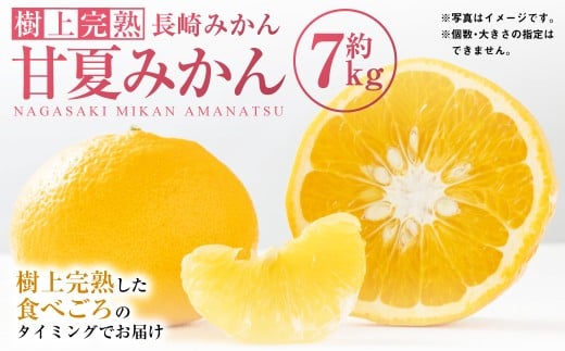 【樹上完熟】長崎みかん（ 甘夏みかん ）約7kg