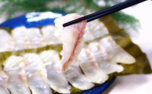 長崎の森で育てた『幻のクエ』昆布〆 刺身用  5～6人前 (1kg～2kg前後) ／ 魚 海鮮 魚介類 高級魚 クエ 刺身 刺し身 頭付き 長崎県 長崎市