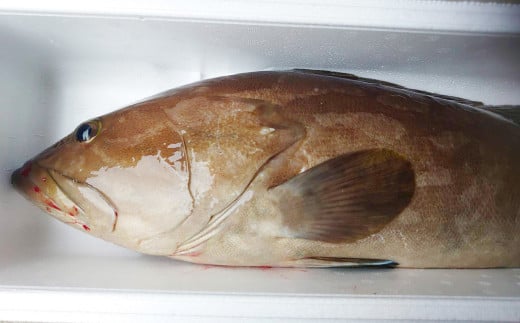 丸ごと1匹お届け！長崎近海 天然アラ (クエ) 2kg台