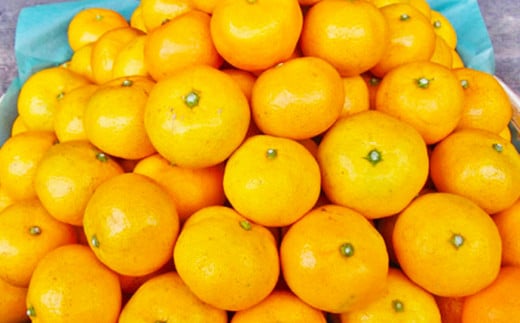 温州みかん「原口早生」3S～Sサイズ 5kg 小みかん