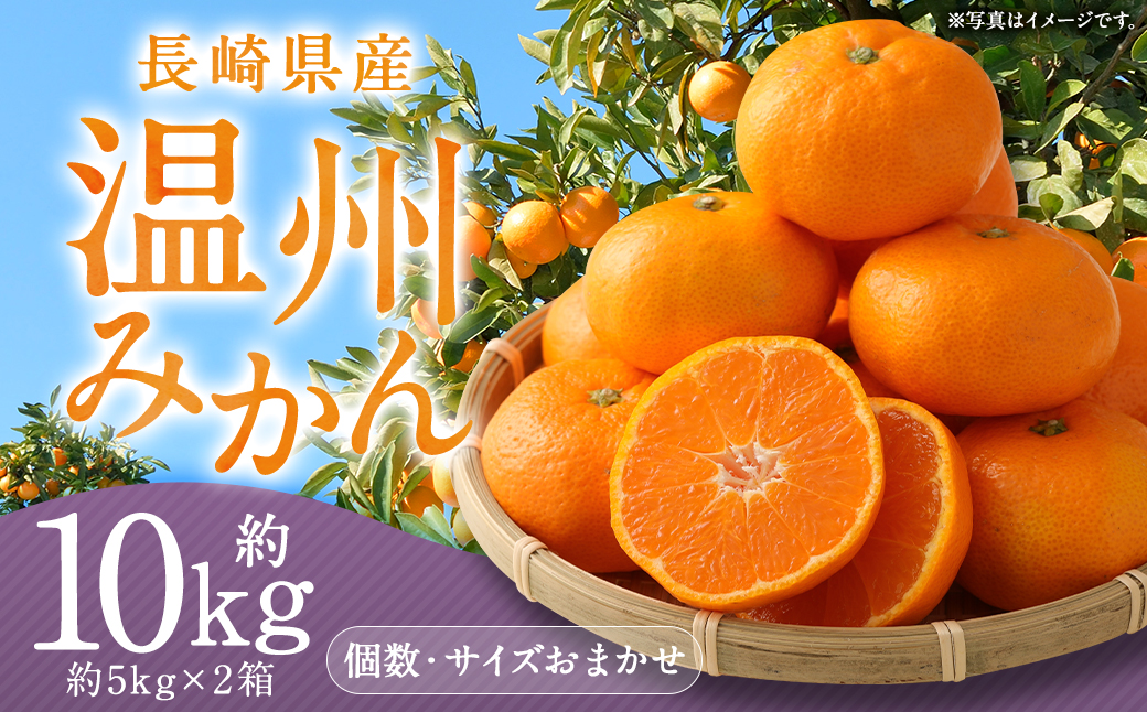 長崎県産 温州みかん 約10kg (個数・サイズ おまかせ) 川口農園