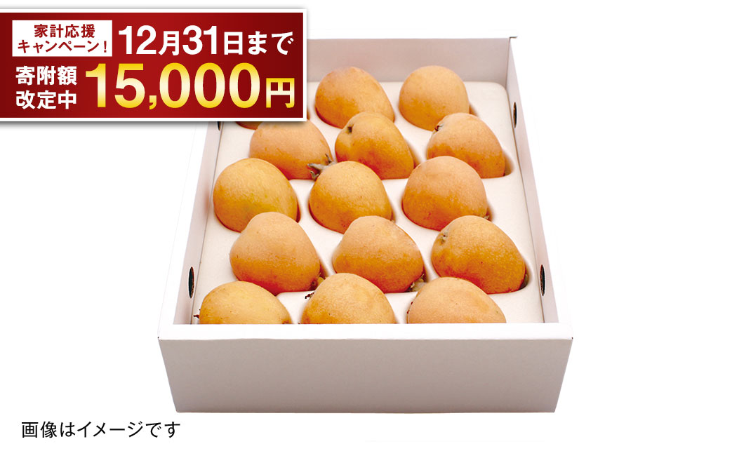 先行予約 茂木 びわ『なつたより』2Lサイズ 15玉