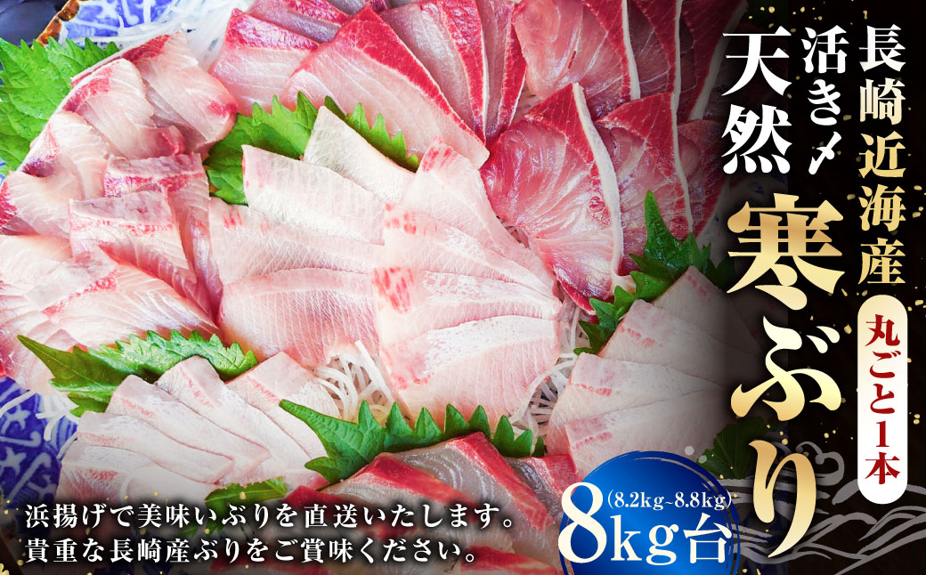 長崎近海 活き〆天然寒ぶり8kg台 (8.2kg?8.8kg) 丸ごと1本