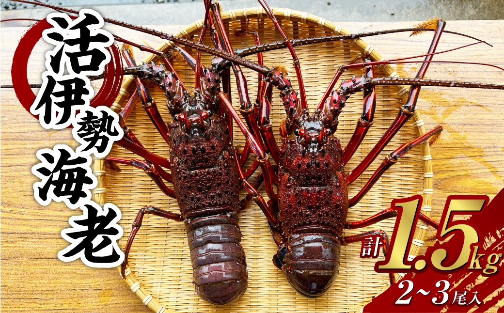 活 伊勢海老 (イセエビ) 大型 2～3尾入り 1.5kg