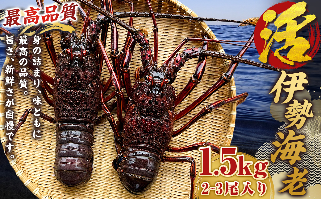 活 伊勢海老 (イセエビ) 大型 2～3尾入り 1.5kg