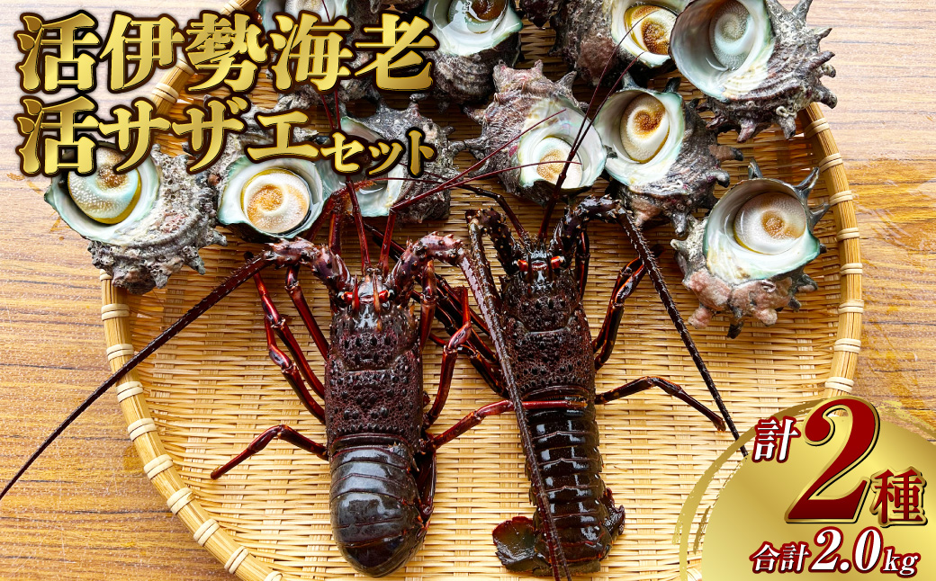 活伊勢海老（イセエビ）0.5kg・活サザエ1.5kg