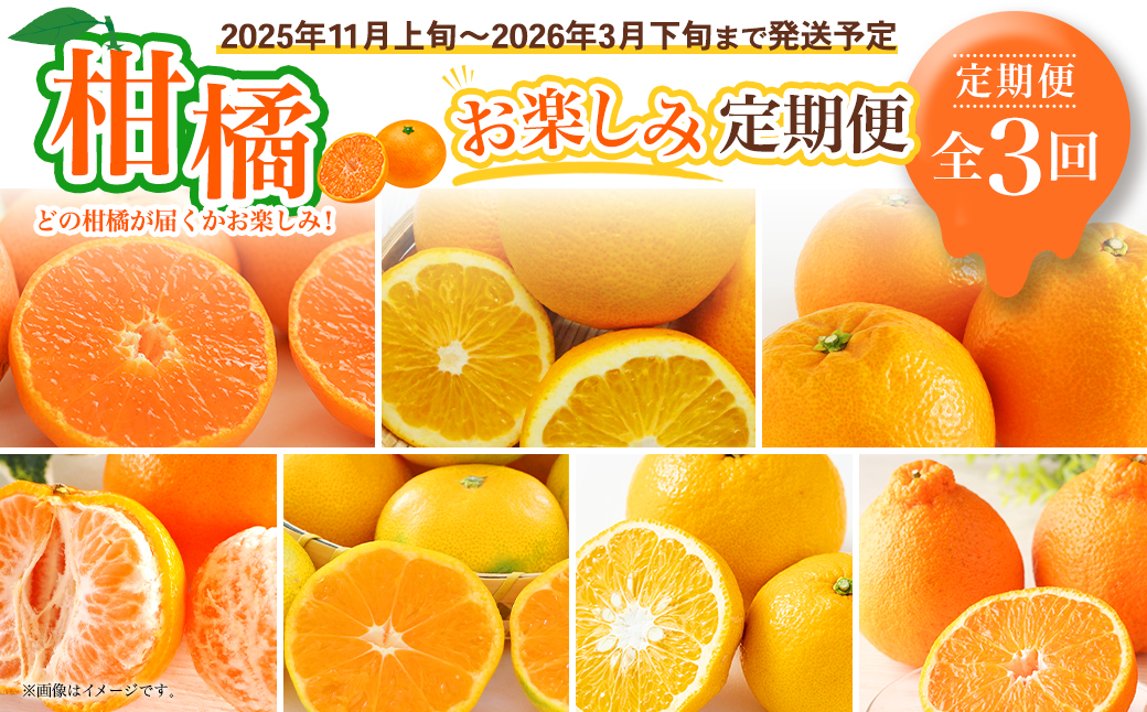 【全3回定期便】春冬限定 柑橘 お楽しみ定期便