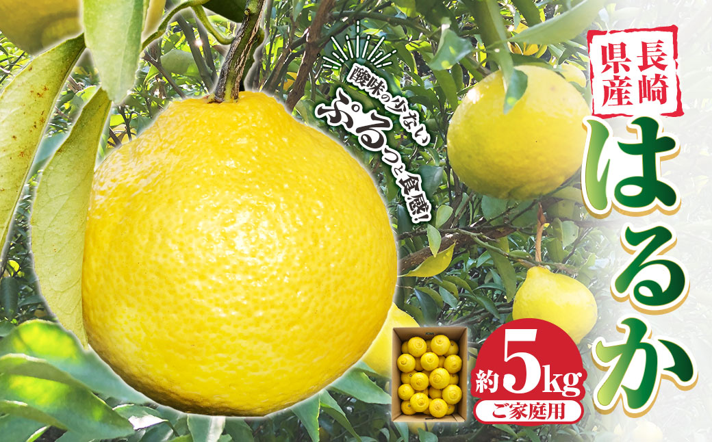 先行予約 はるか 約5kg