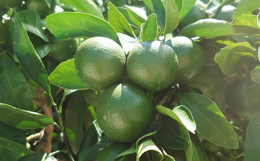 長崎県産 早生温州みかん M～Lサイズ 5kg