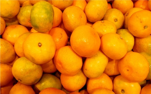 訳あり 晩生完熟みかん10kg ( ご自宅用 )