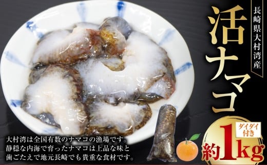 長崎県産 大村湾 活ナマコ 約1kg