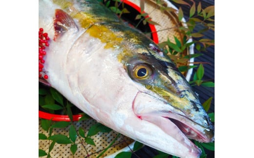 長崎近海 活き〆天然寒ぶり8kg台 (8.2kg?8.8kg) 丸ごと1本