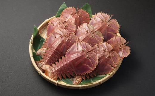 日本唯一 「以西底びき網漁」の活ウチワエビ 1kg