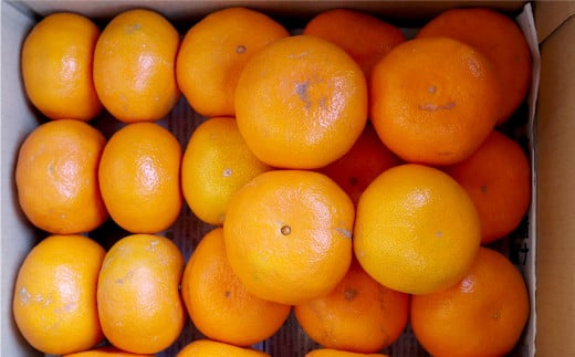 長崎県産 早生温州みかん 3S～Sサイズ 5kg 小みかん