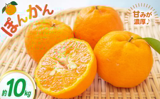 ポンカン 約10kg