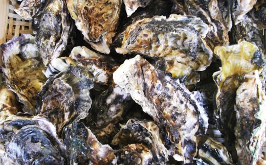 長崎県産 大村湾 殻付き牡蠣セット 2.5kg 浜揚げ直送