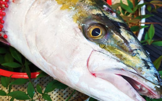 長崎近海 活き〆天然寒ぶり5kg台（5.2kg?5.8kg）丸ごと1本