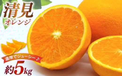 清見 オレンジ 約5kg