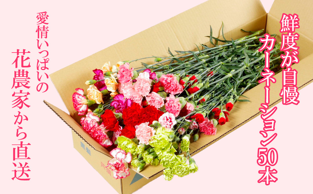 [G294p］鮮度が自慢!花農家直送カーネーション切り花５０本